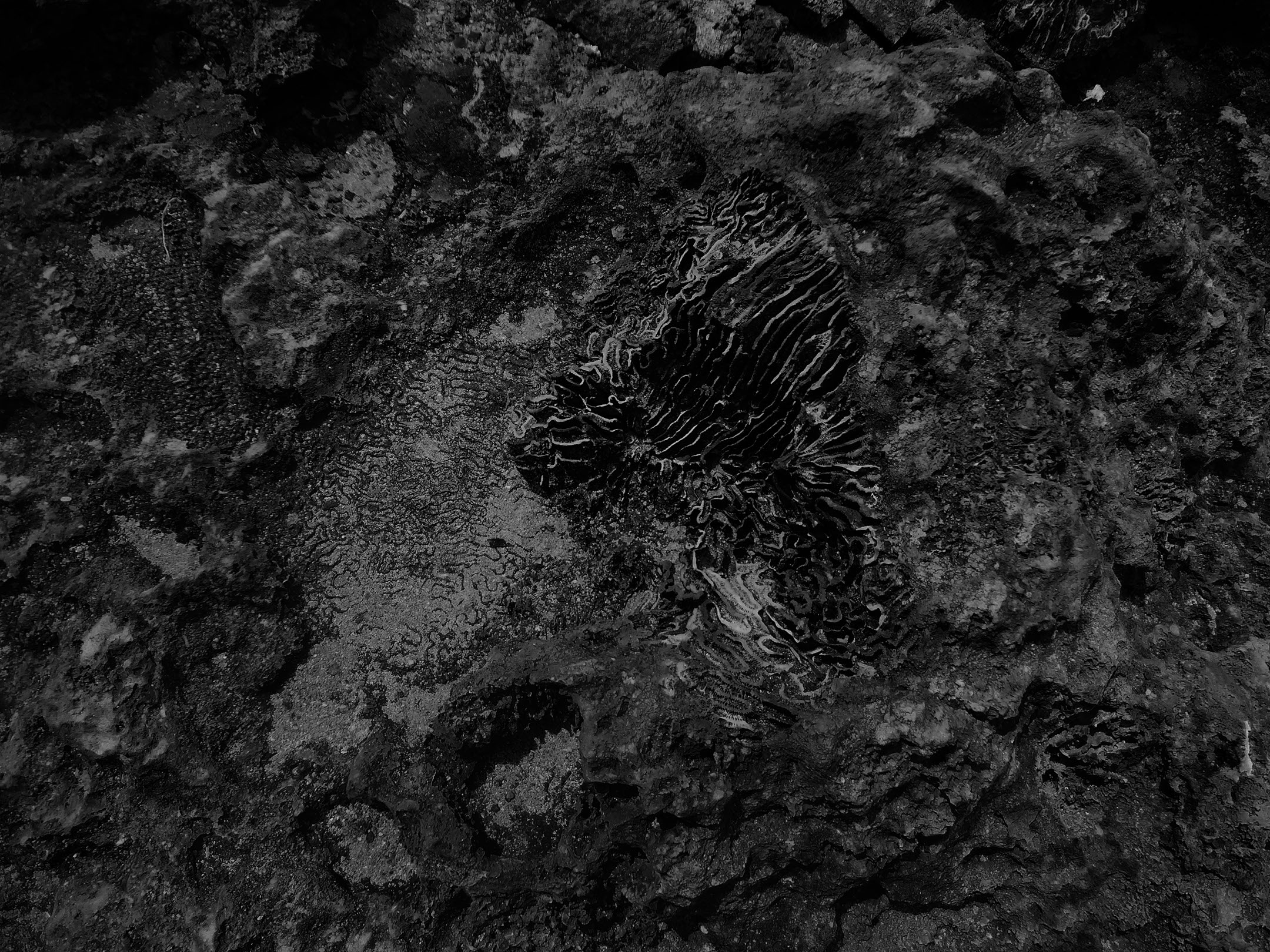 Graphiqa slideshow background of a fossile in a rock on Bonaire. Photo by Marinka Hulshof ©2016.