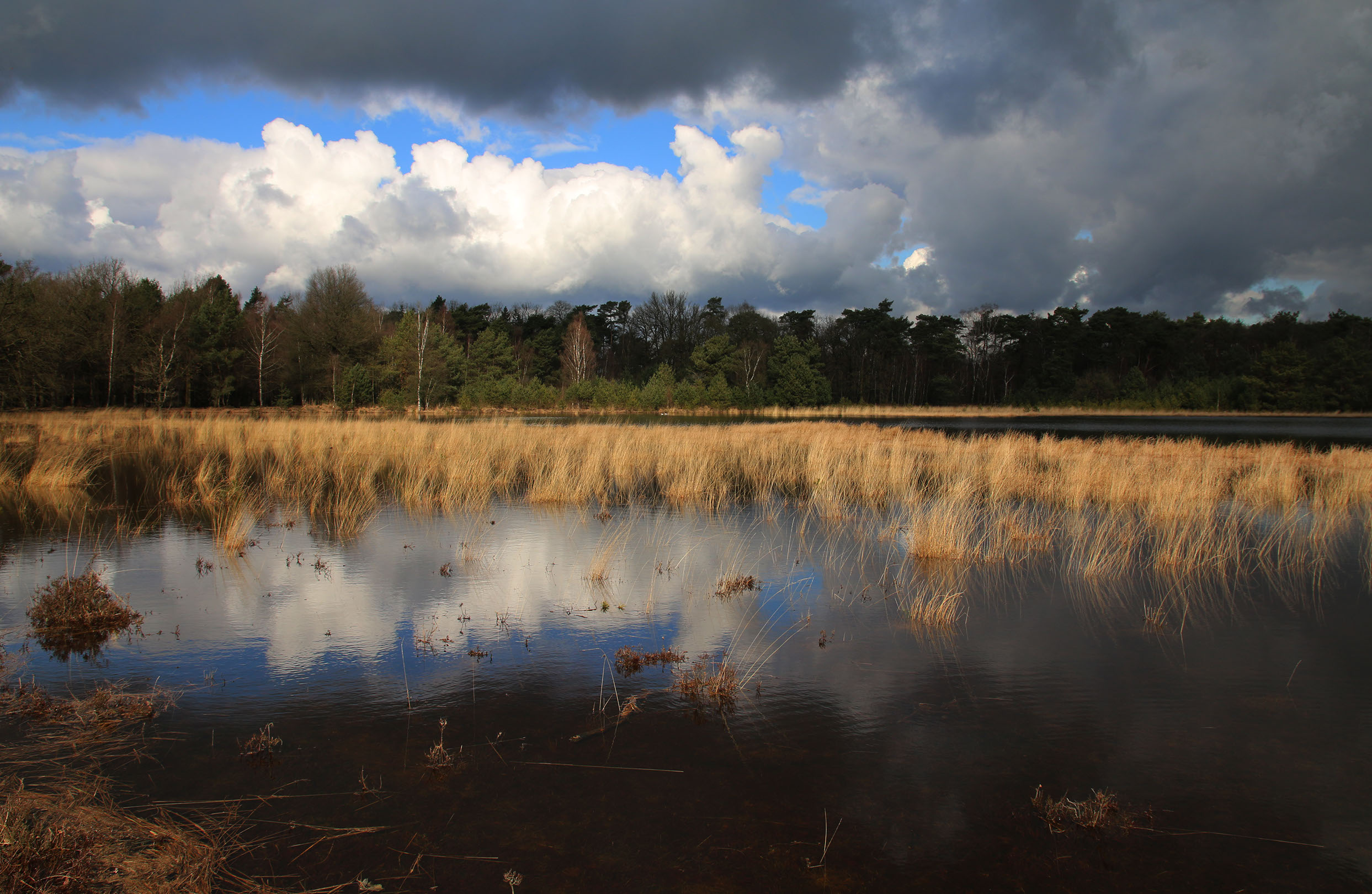 Graphiqa slideshow background of a landscape in Leersum, The Netherlands. Photo by Marinka Hulshof ©2016.
